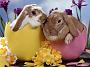 easterbunny001